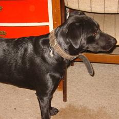 Blanding af racer Fie.