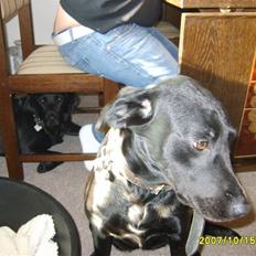 Blanding af racer Fie.