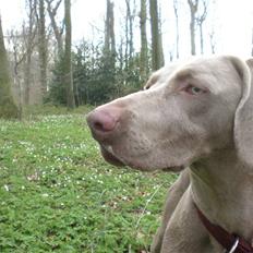 Weimaraner Emma<3