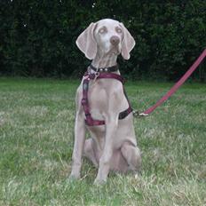 Weimaraner Emma<3
