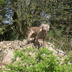 Weimaraner Emma<3