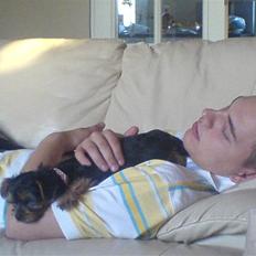 Yorkshire terrier Fiona