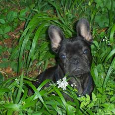 Fransk bulldog lulu