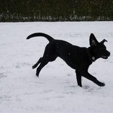 Labrador retriever Mille