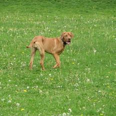 Blanding af racer Nova