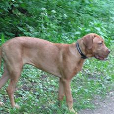 Blanding af racer Nova