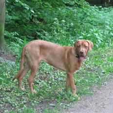 Blanding af racer Nova