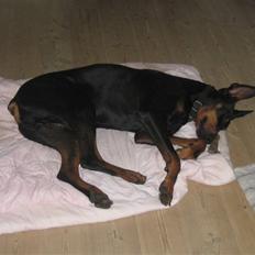 Dobermann Tino