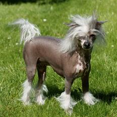Chinese crested hårløs Caprioso Miao-ki  (Mia)