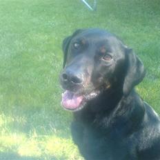 Blanding af racer Tyson (min søster's hund)