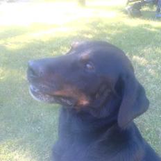 Blanding af racer Tyson (min søster's hund)