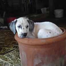 Blanding af racer Millalik nanok 