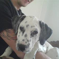 Blanding af racer Millalik nanok 