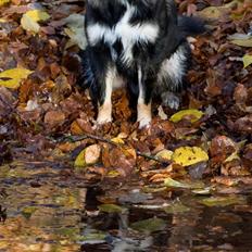 Finsk lapphund ~ Mols Bjerges Zola ~