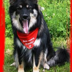 Finsk lapphund ~ Mols Bjerges Zola ~