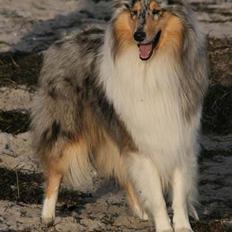 Collie langhåret Silver