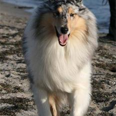 Collie langhåret Silver