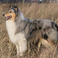 Collie langhåret Silver