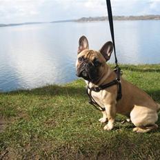 Fransk bulldog Rocco