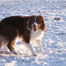 Border collie Jumper