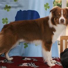 Border collie Jumper