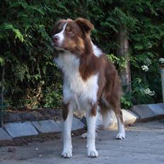 Border collie Jumper