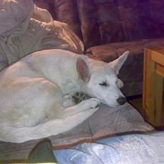 Hvid schæfer Trunte