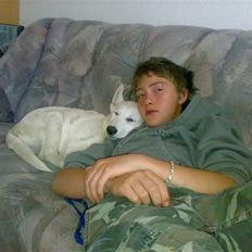 Hvid schæfer Trunte