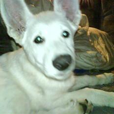 Hvid schæfer Trunte