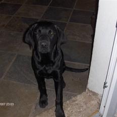 Labrador retriever emma  ( I himlen )- sasja
