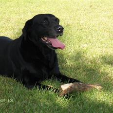 Labrador retriever emma  ( I himlen )- sasja