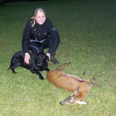 Labrador retriever emma  ( I himlen )- sasja