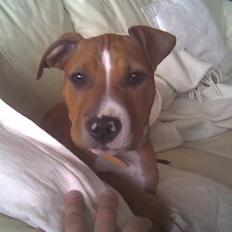 Amerikansk staffordshire terrier Nellie