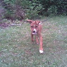 Amerikansk staffordshire terrier Nellie