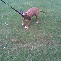 Amerikansk staffordshire terrier Nellie