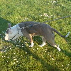 Amerikansk staffordshire terrier Laika