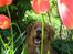 Nova scotia duck tolling retriever Tolkien - Hi I kan næsten ikke se mig =-)