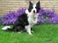 Border collie Tilde
