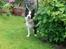 Border collie Tilde