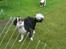 Border collie Tilde