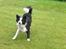 Border collie Tilde