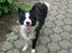 Border collie Tilde