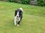 Border collie Tilde