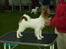 Papillon Thygesminde´s Don Carlos