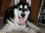Alaskan malamute Maluq    R.I.P  august 2011 - så blev jeg 8 mdr.