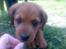 Blanding af racer Clea R.I.P - En lille hapser