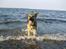 Schæferhund Maja <3 - ved stranden <3