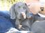 Weimaraner Keiko  - Keiko som baby