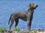 Weimaraner Keiko  - Keiko ved vandet