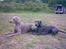 Weimaraner Keiko  - Keiko sammen med Debbie